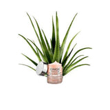 Clinique Moisture Surge 72 Hour Auto Replenishing Hydrator 50Ml